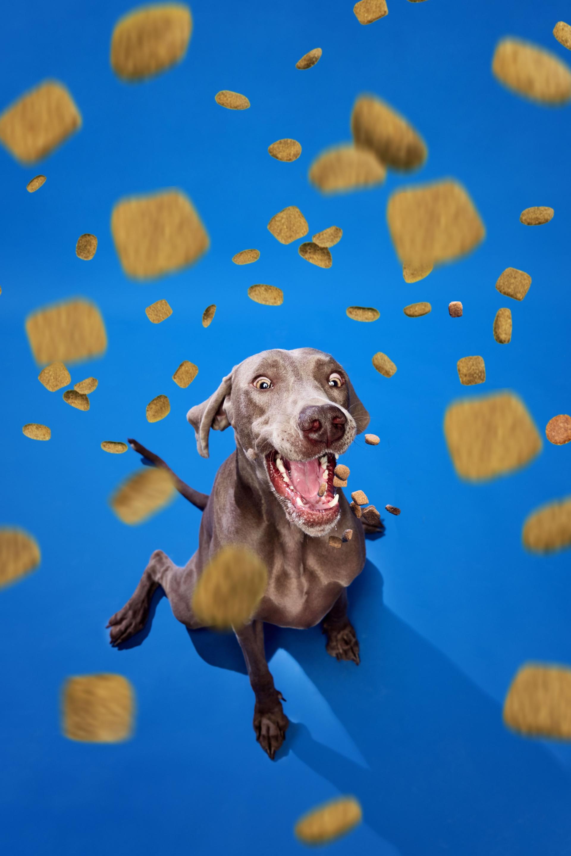 Beautiful purebred dog, Weimaraner sitting over blue background with dog's food falling down. Looking happy and excited